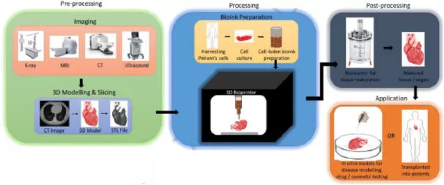Bioprinting process stages